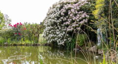 Gartenteich